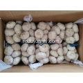 Fresh New Garlic este ambalat acum